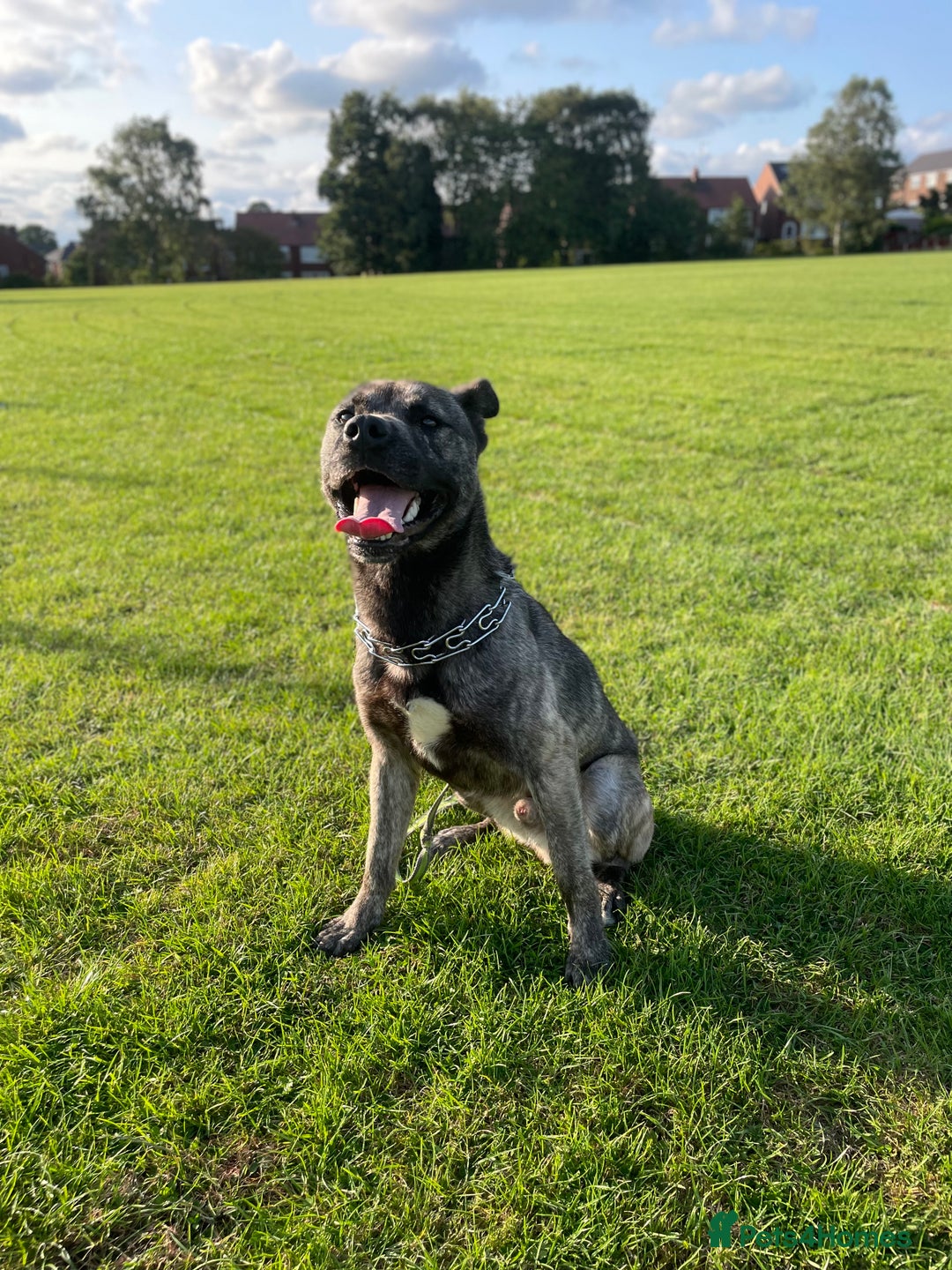 Mixed Breed dogs for sale: Togo, experienced owner only - Image 3