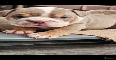 English Bulldog dogs - Advert 11