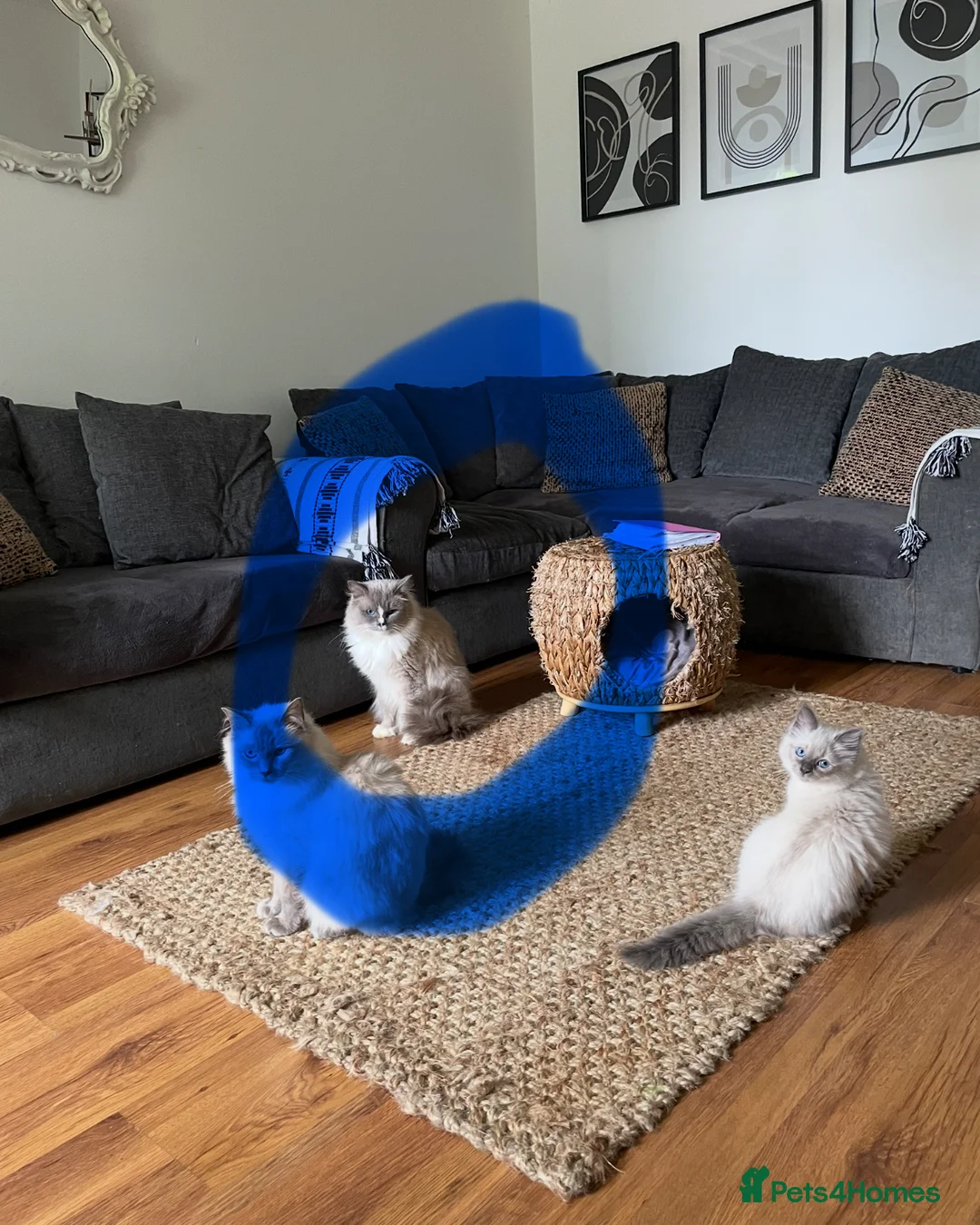 Ragdoll cats for stud: GCCF ACTIVE BLUE MITTED FOR STUD ONLY - Advert 4