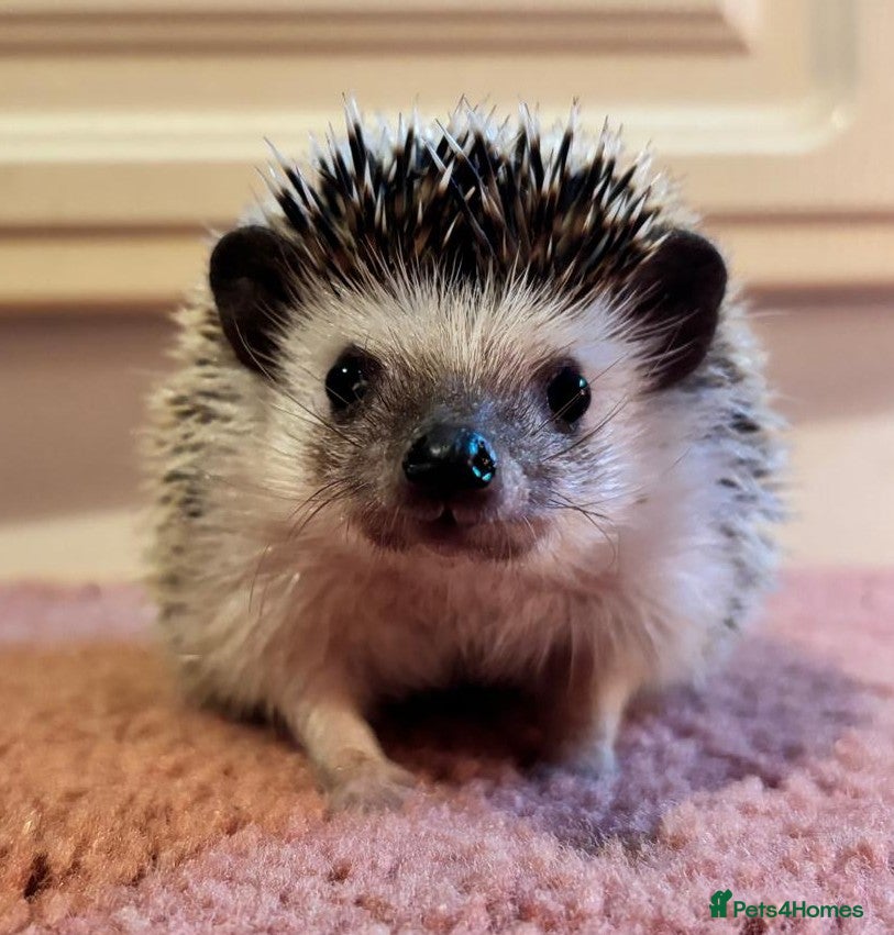 Pygmy Hedgehog rodents Female African Pygmy hedgehog for sale  - Advert 4