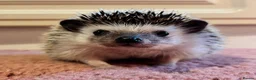 Pygmy Hedgehog rodents for sale: Female African Pygmy hedgehog for sale  - Advert 1