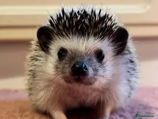 Pygmy Hedgehog rodents Female African Pygmy hedgehog for sale - Advert 4