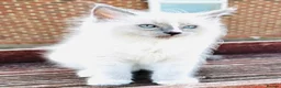 Ragdoll cats for sale: GCCF RAGDOLL KITTEN READY NOW - Advert 10