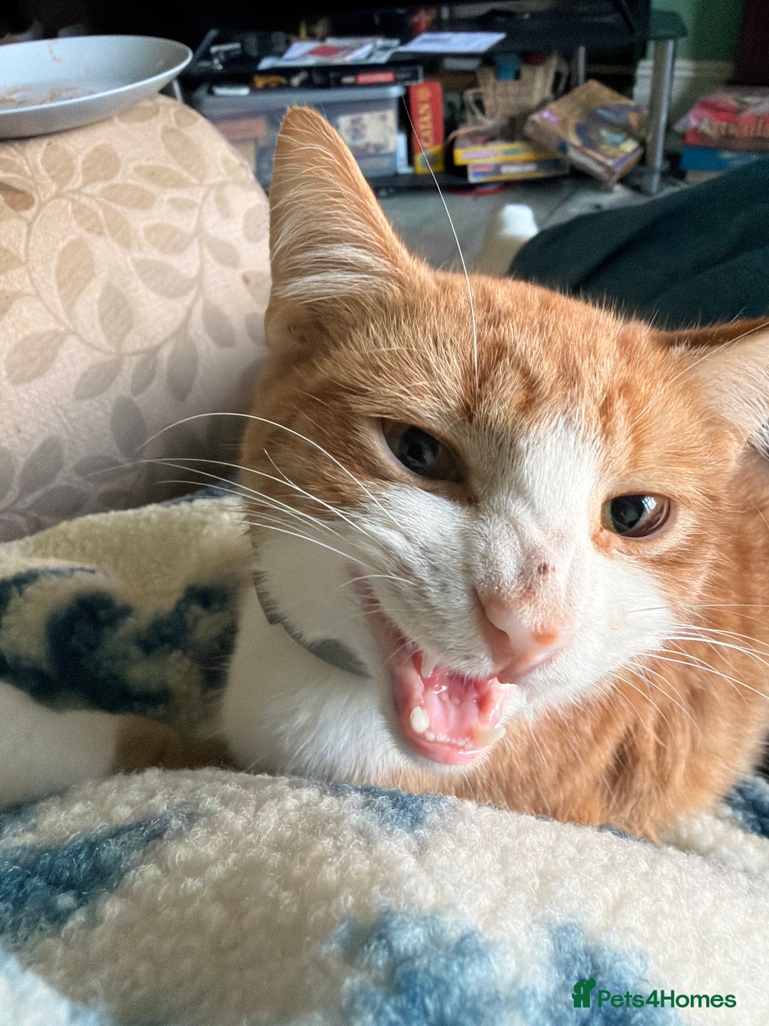 Mixed Breed cats for sale: Young Ginger & White Male Cat - Advert 3