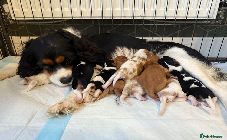 Cavalier King Charles Spaniel dogs - Advert 2