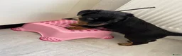 Rottweiler dogs for sale: ROTTWEILER PUPPIES "ready to go" - Advert 2