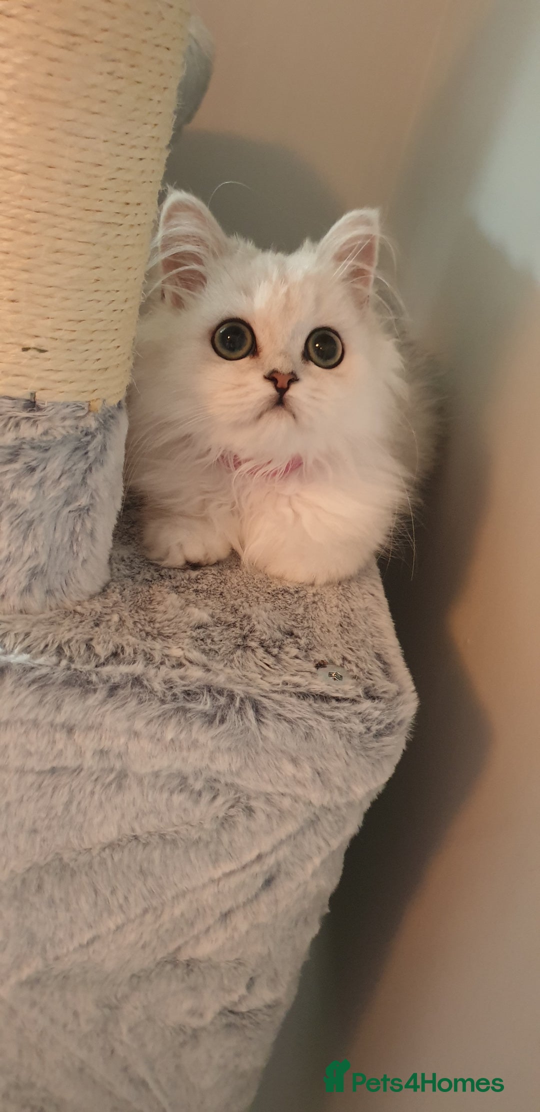 Persian cats for sale: 🌟2 Beautiful Pedigree Chinchilla Persian Kitten🌟 - Image 11