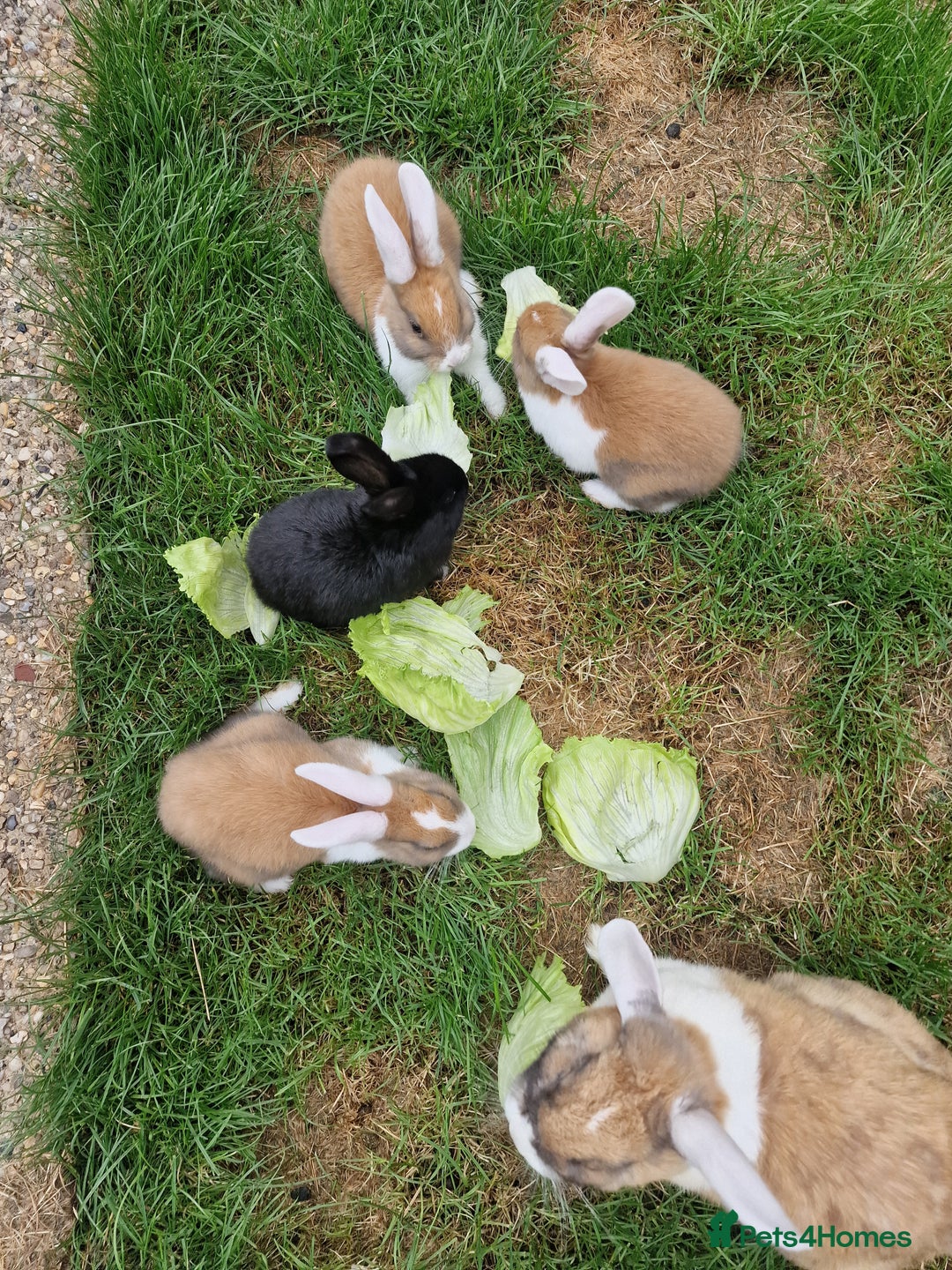 Mixed Breed rabbits for sale: 4 baby bunnies - Image 5