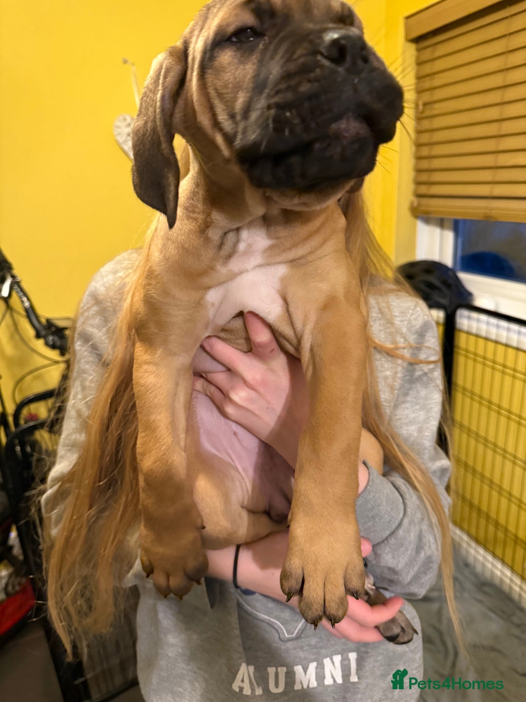 Cane Corso dogs for sale: Cane Corso puppies - Advert 3