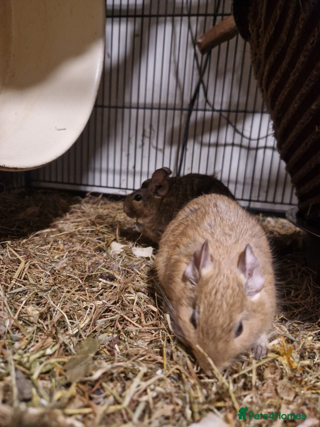 Degus rodents for sale: Female degus (EXCLUDING CAGE) - Image 5