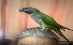 Parrots birds for sale: Handreared Derbyran parrot - Image 7