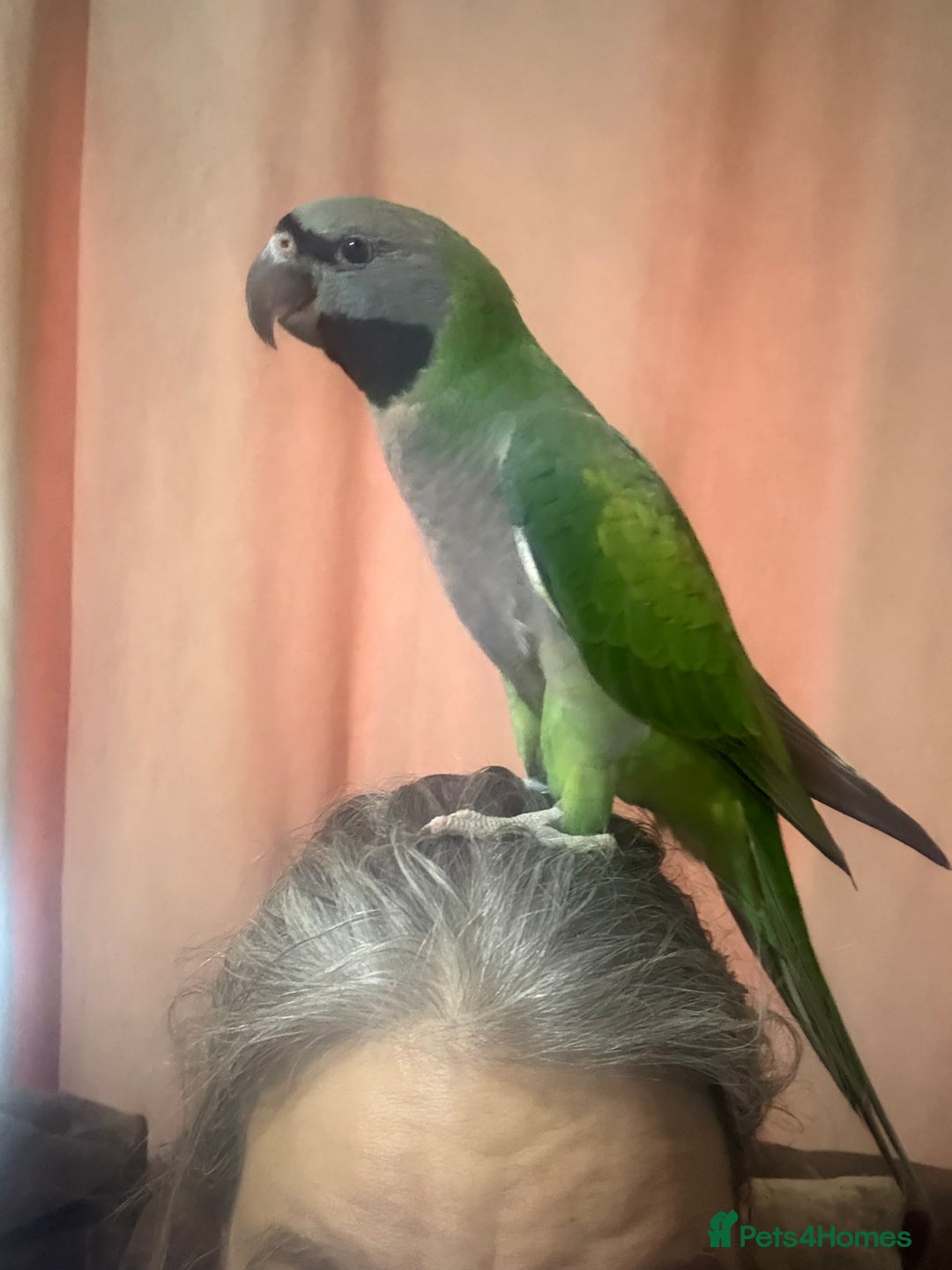Parrots birds for sale: Handreared Derbyran parrot - Image 7