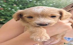 Mixed Breed dogs for sale: Dockerpoo puppies - Image 4