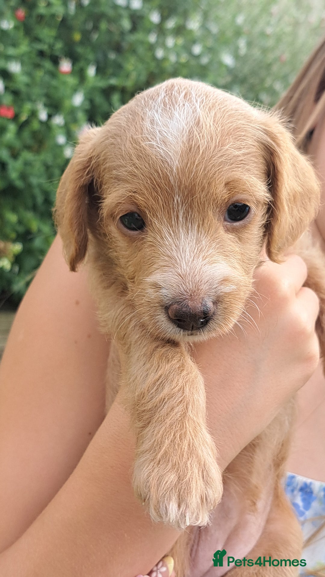 Mixed Breed dogs for sale: Dockerpoo puppies - Image 4