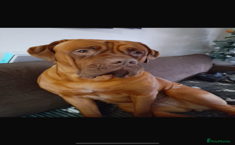 Mixed Breed dogs - Advert 13