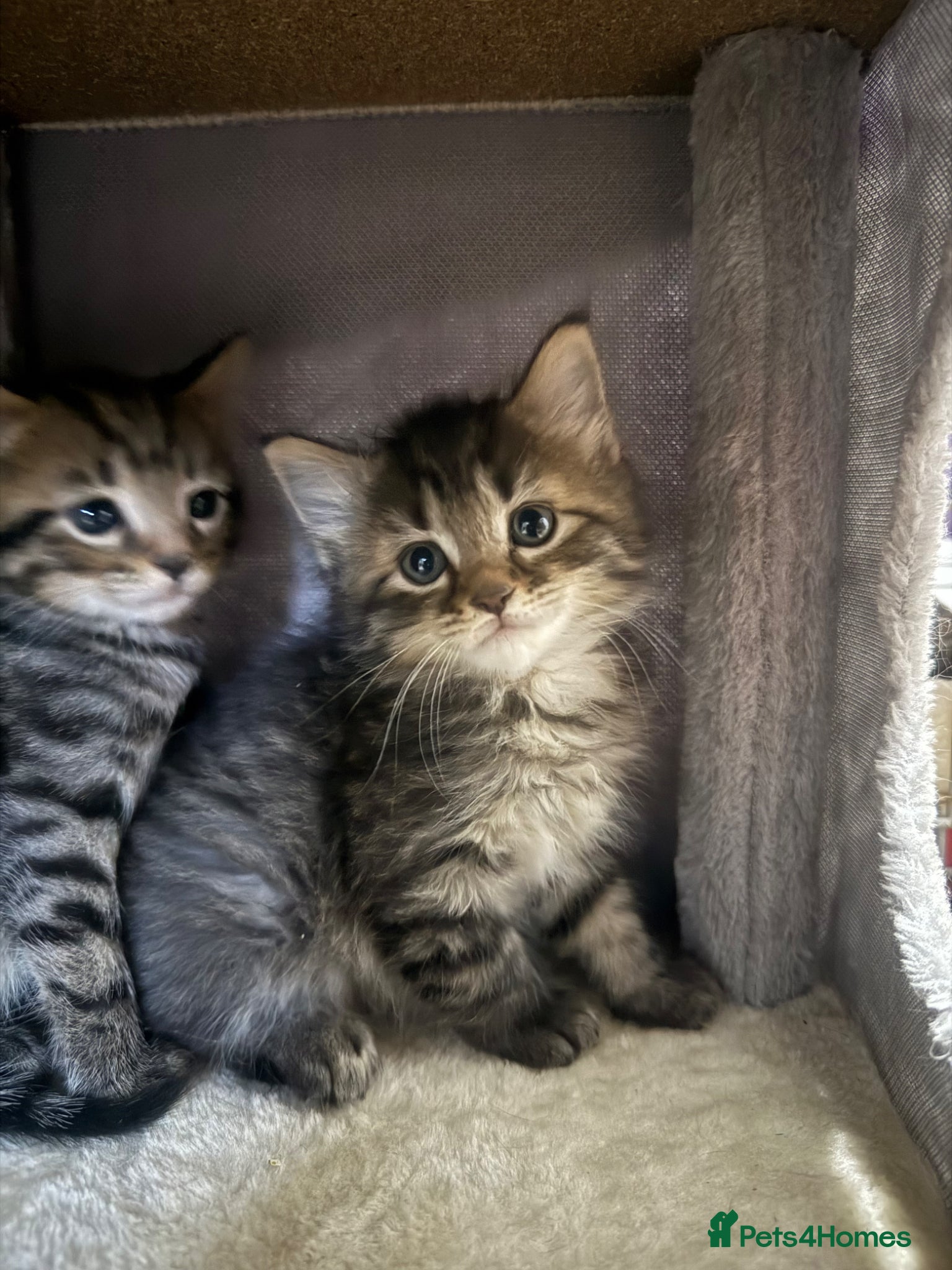 Domestic Shorthair cats LAST beautiful fluffy male x mainecoon LEFT - Advert 2