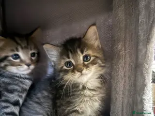 Domestic Shorthair cats LAST beautiful fluffy male x mainecoon LEFT - Advert 14