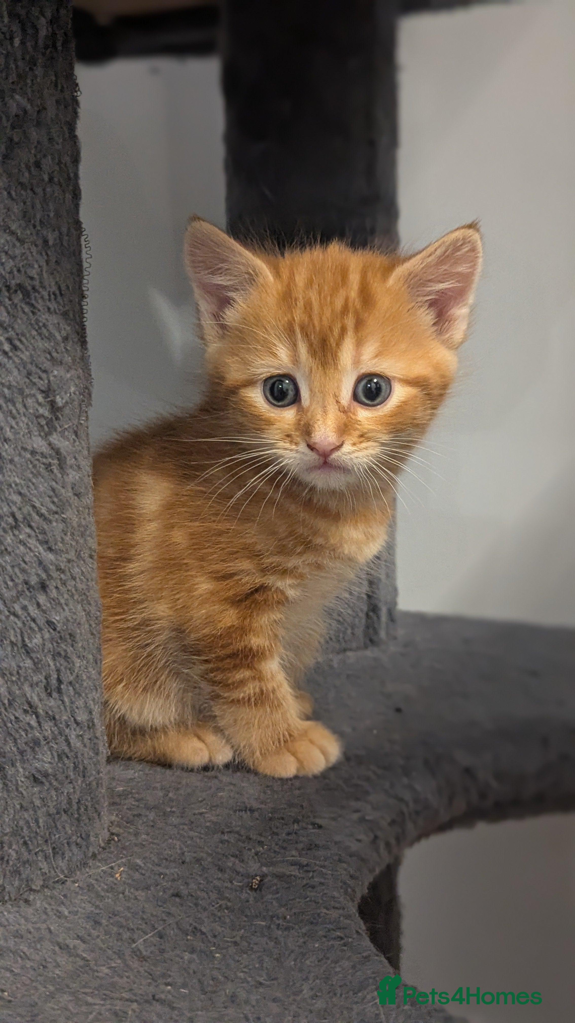 Mixed Breed cats 3 adorable kittens ready for their new home - Advert 1