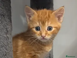 Mixed Breed cats 3 adorable kittens ready for their new home - Advert 1