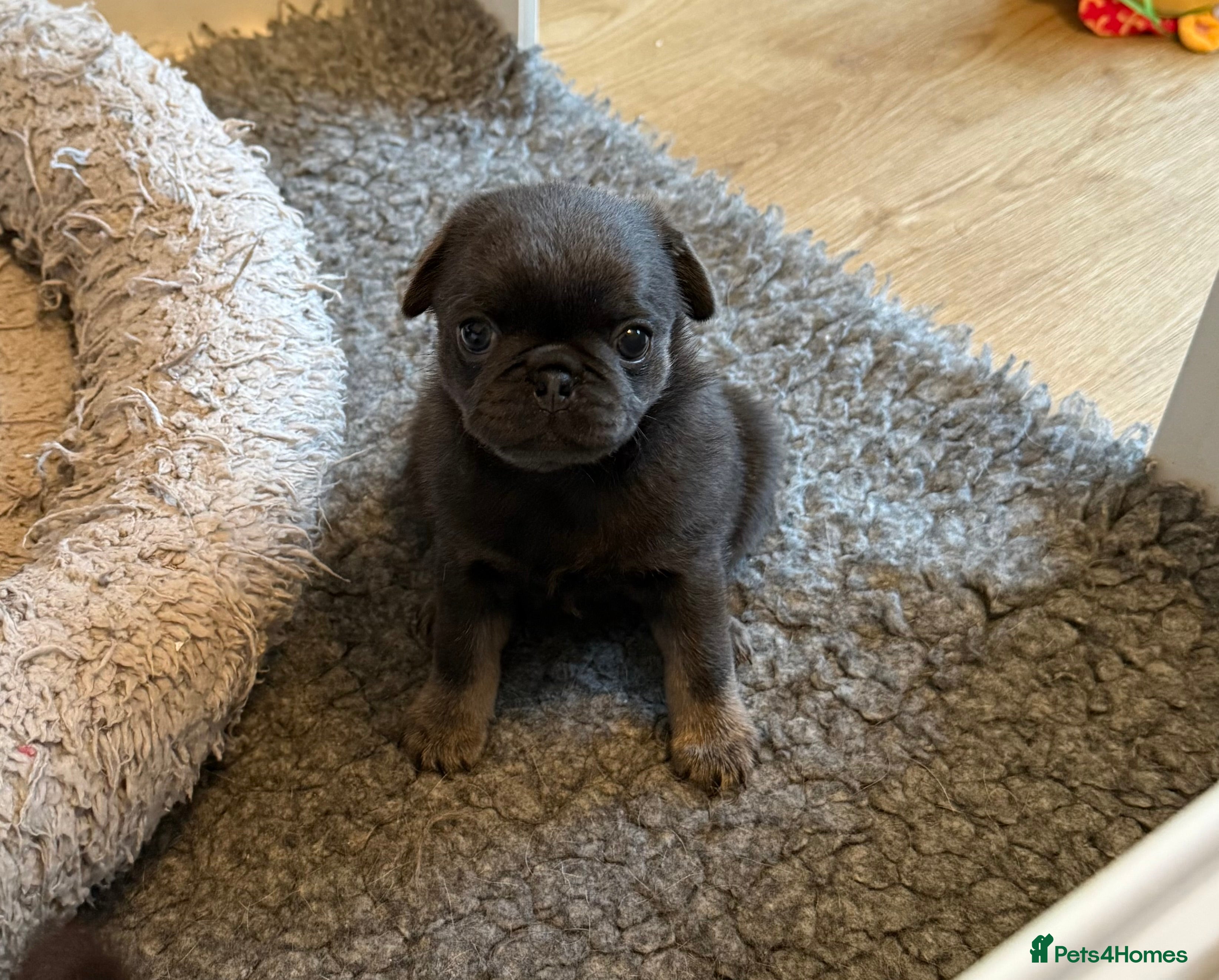 Pug dogs Stunning Pug Puppies  - Advert 8