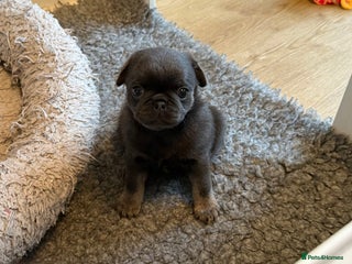 Pug dogs Stunning Pug Puppies - Advert 8