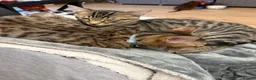Bengal cats for sale: 2 Half Bengal Boys - Advert 3