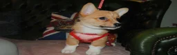 Welsh Corgi Pembroke dogs for sale: Are Beautiful Girls Storm/Darling/Petal - Advert 19