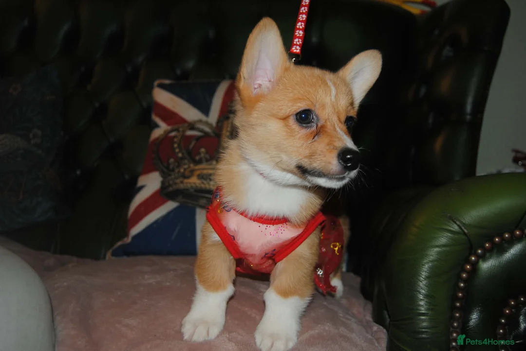 Welsh Corgi Pembroke dogs for sale: Are Beautiful Girls Storm/Darling/Petal - Advert 19