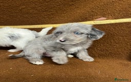 Jackapoo dogs for sale: Beautiful Jackapoo Puppies, READY NOW - Image 16