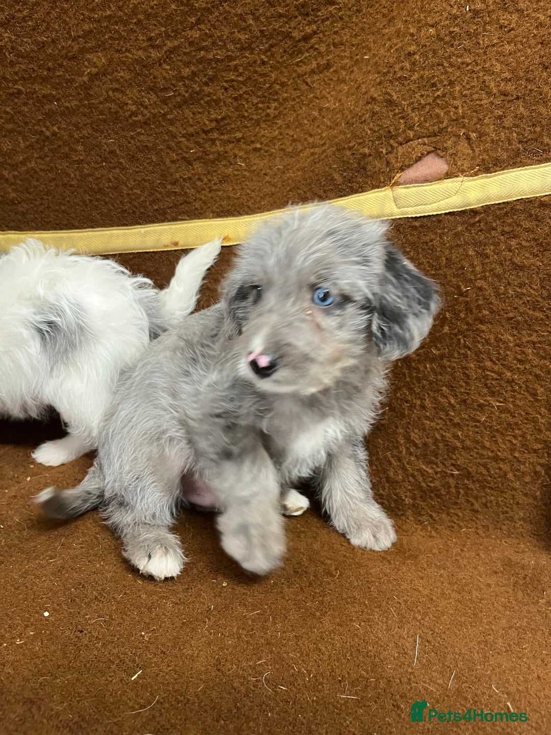 Jackapoo dogs for sale: Beautiful Jackapoo Puppies, READY NOW - Image 16