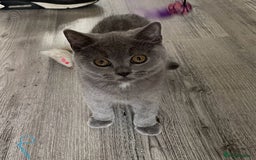 British Shorthair cats for sale:  Gorgeous  pedigree Bsh kittens Ready now  - Image 6