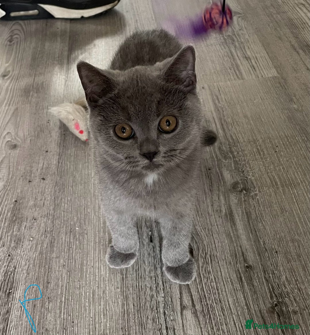 British Shorthair cats for sale:  Gorgeous  pedigree Bsh kittens Ready now  - Image 6