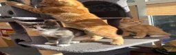 Maine Coon cats for sale: TORTOISESHELL MAINE COON X KITTENS - Advert 7