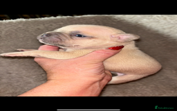 French Bulldog dogs for sale: Stunning french bulldogs  - Image 3