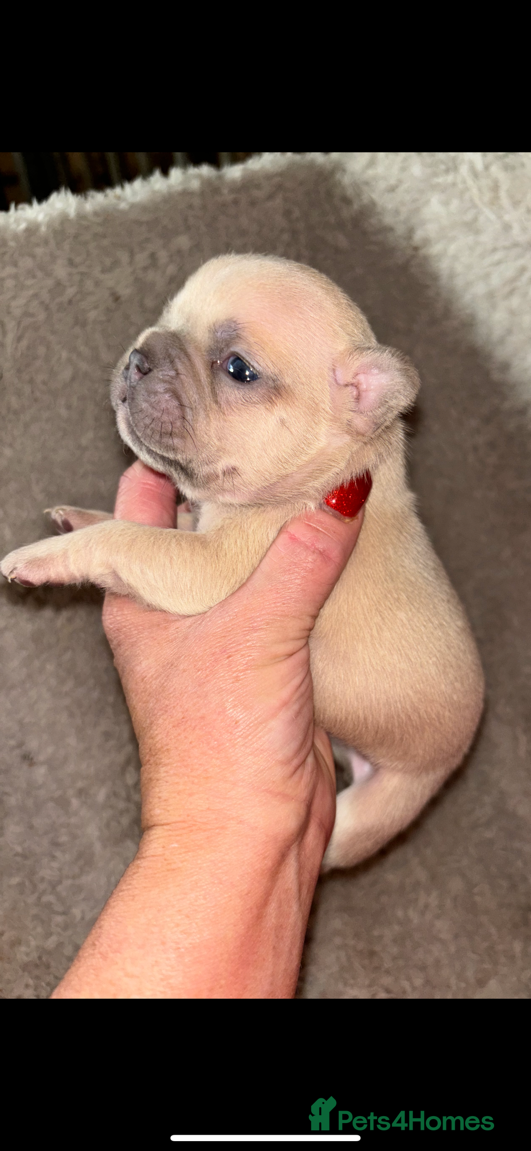 French Bulldog dogs for sale: Stunning french bulldogs  - Image 3