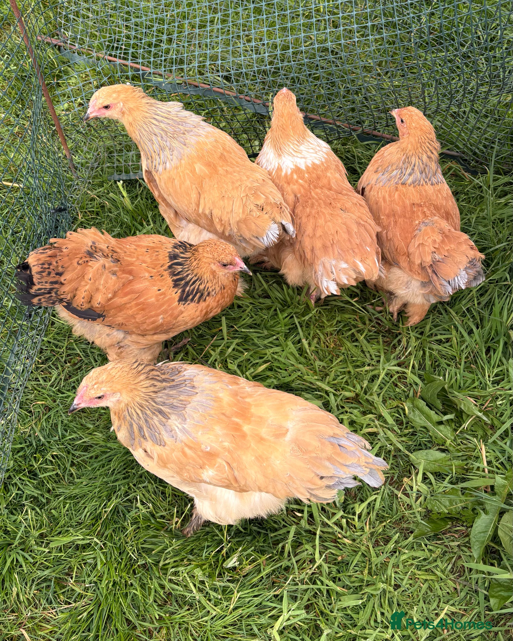 Chickens poultry for sale: Ready Soon: Large Fowl Brahma Pairs Mixed Colours - Advert 4
