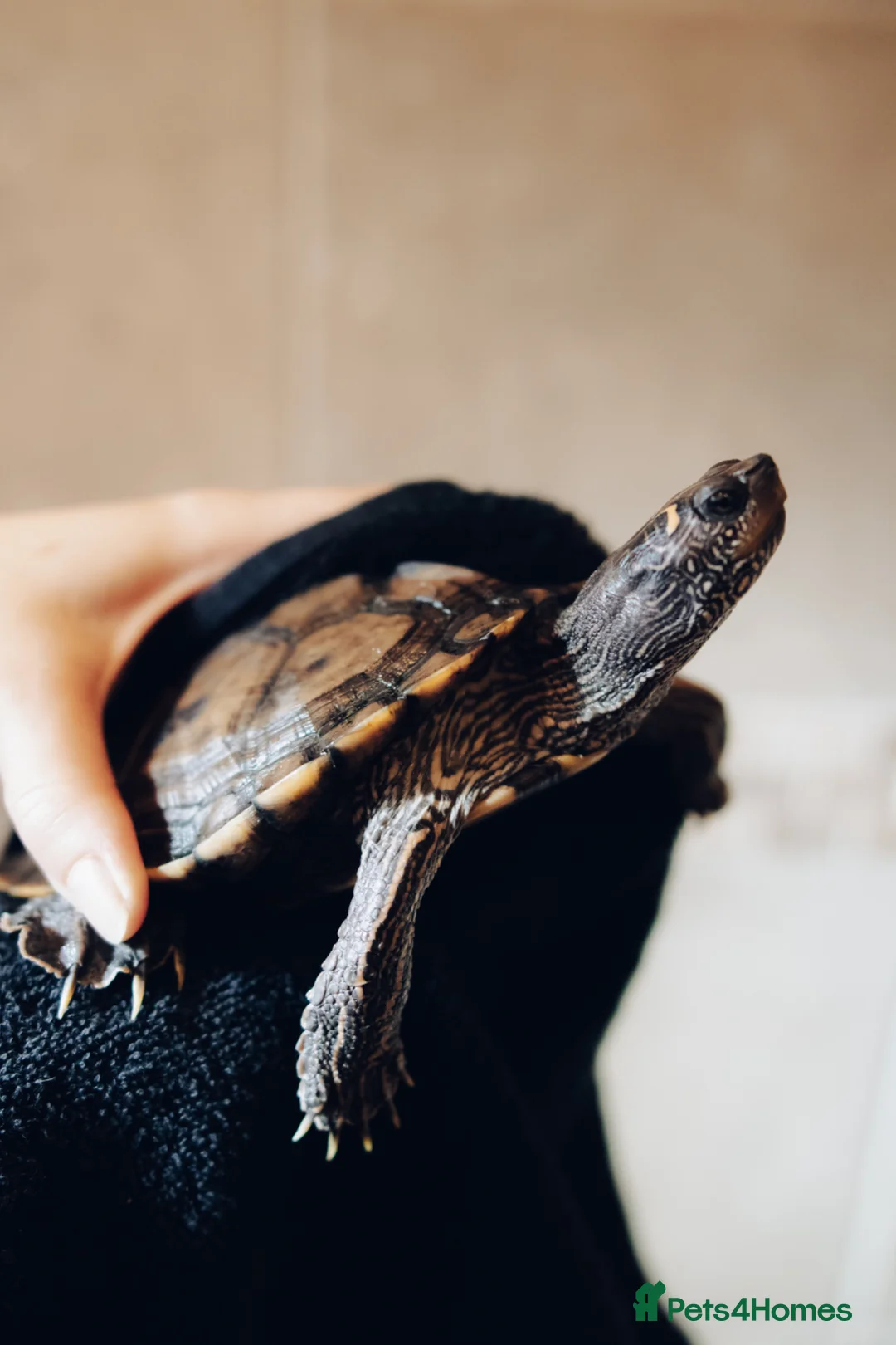 Turtle reptiles for sale: Map Turtle for rehoming  in Doncaster - Advert 1