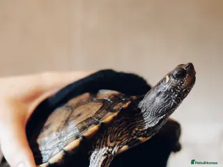 Turtle reptiles Map Turtle for rehoming - Advert 1