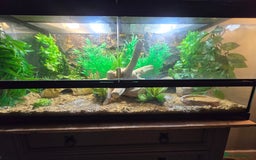 Leopard Gecko reptiles for sale: Leopard gecko  - Image 2