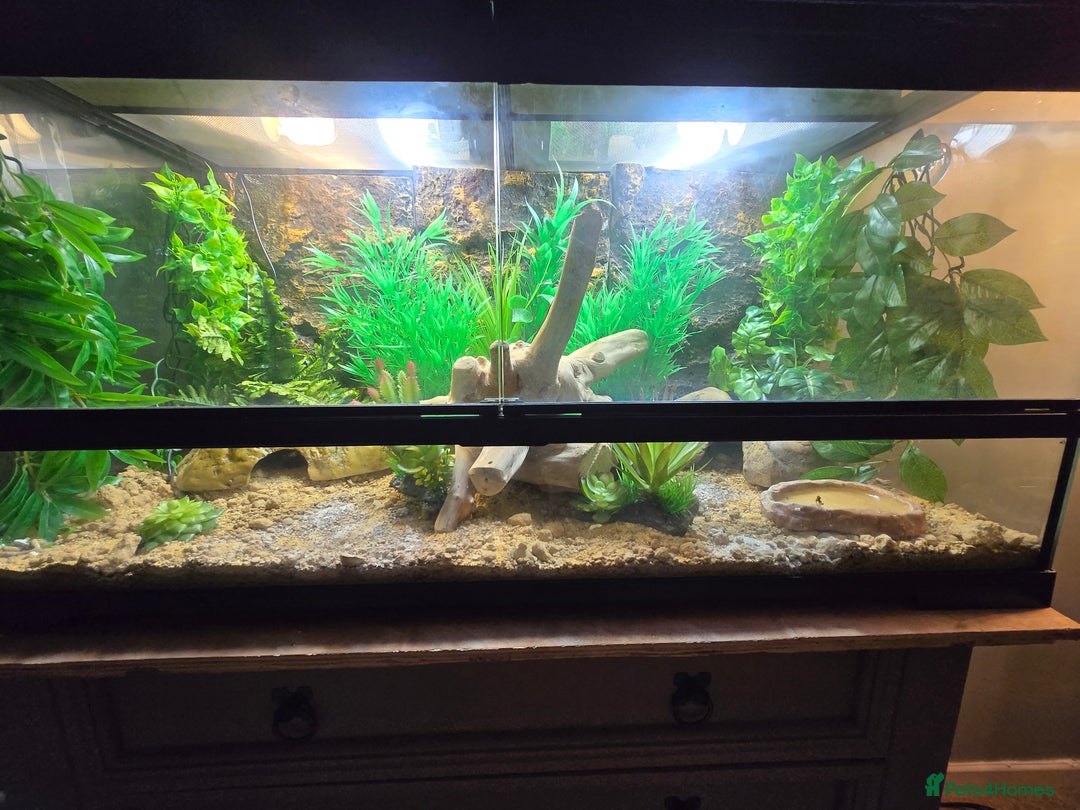 Leopard Gecko reptiles for sale: Leopard gecko  - Image 2