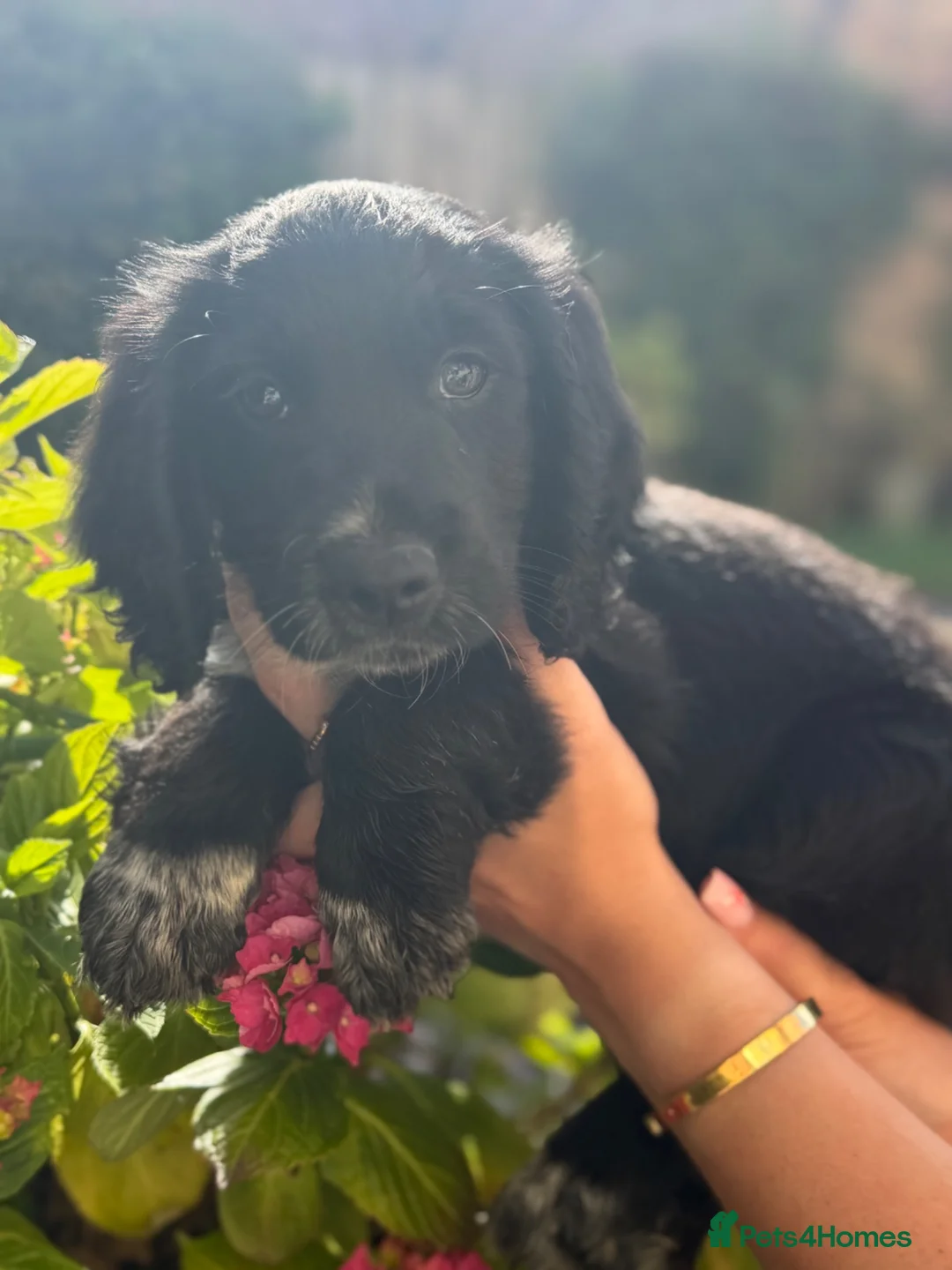 Cocker Spaniel dogs for sale: Working Cocker Spaniel Puppies - Advert 2