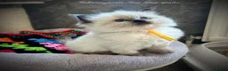 Ragdoll cats for sale: RAGDOLL Kittens  - Advert 5