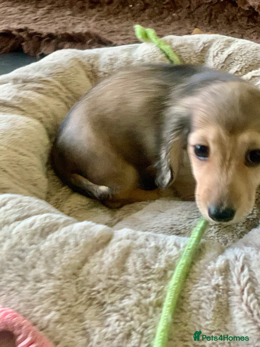 Miniature Dachshund dogs for sale: KC reg mini longhaired dachshund pups 1 girl2xboys - Advert 20
