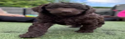 Cockapoo dogs for sale:  Absolutely stunning  F1b chocolate cockapoos  - Advert 13