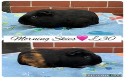 Guinea Pig rodents for sale: Female guinea pigs  - Image 10