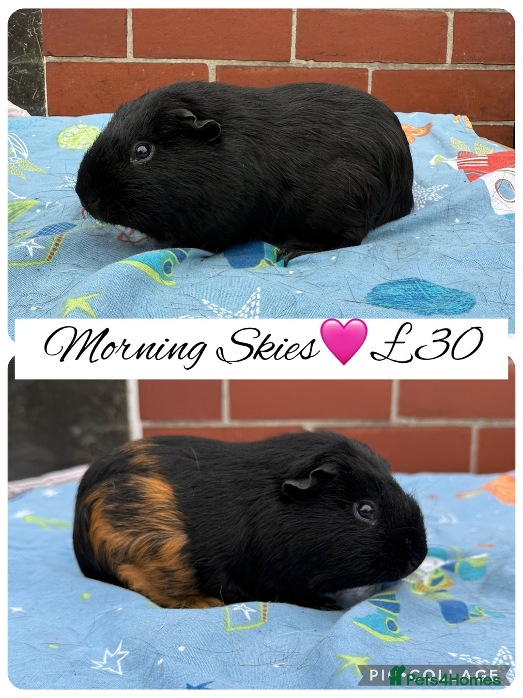 Guinea Pig rodents for sale: Female guinea pigs  - Image 10