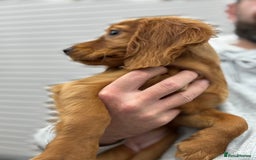 Cocker Spaniel dogs for sale: Working cocker spaniel - champion bloodlines  - Image 4