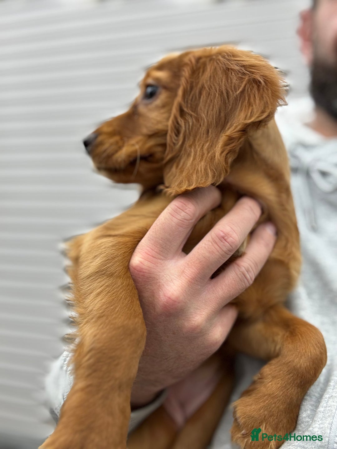 Cocker Spaniel dogs for sale: Working cocker spaniel - champion bloodlines  - Image 4