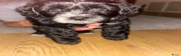 Mixed Breed dogs for sale: 2 male puppies left in Milton Keynes - Advert 1