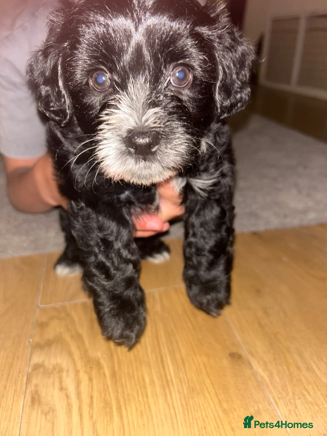 Mixed Breed dogs for sale: 2 male puppies left in Milton Keynes - Advert 1